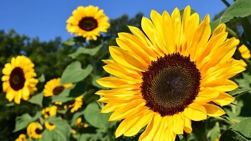 Prvi ugovori za suncokret novog roda